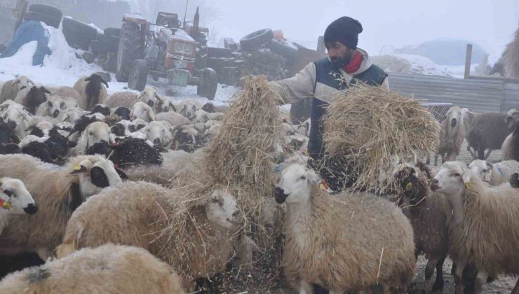 Kars’ta küçükbaş hayvancılık yapanlar çoban bulmakta zorluk çekiyor