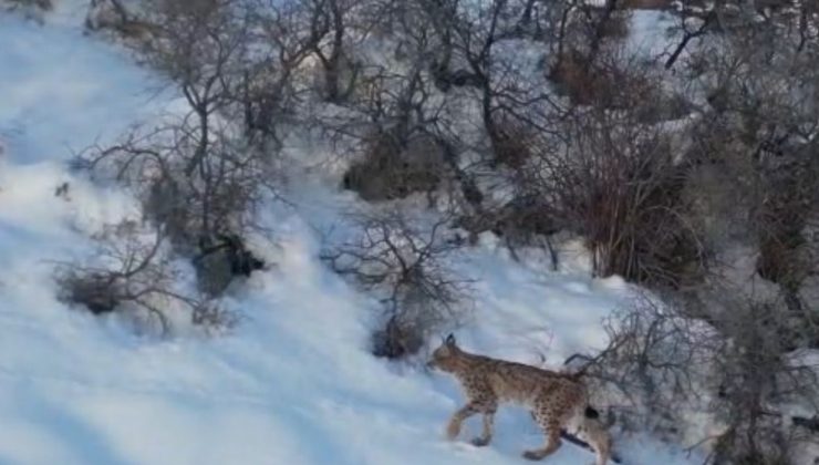 Nesli tükenme tehlikesi altında olan ’ormanın hayaleti vaşak’ Bayburt’ta drone kamerasıyla görüntülendi