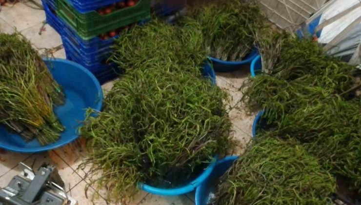 Aydın’da kendiliğinden yetişen bu otlar garibanın cüzdanını zenginin sofralarını süslüyor